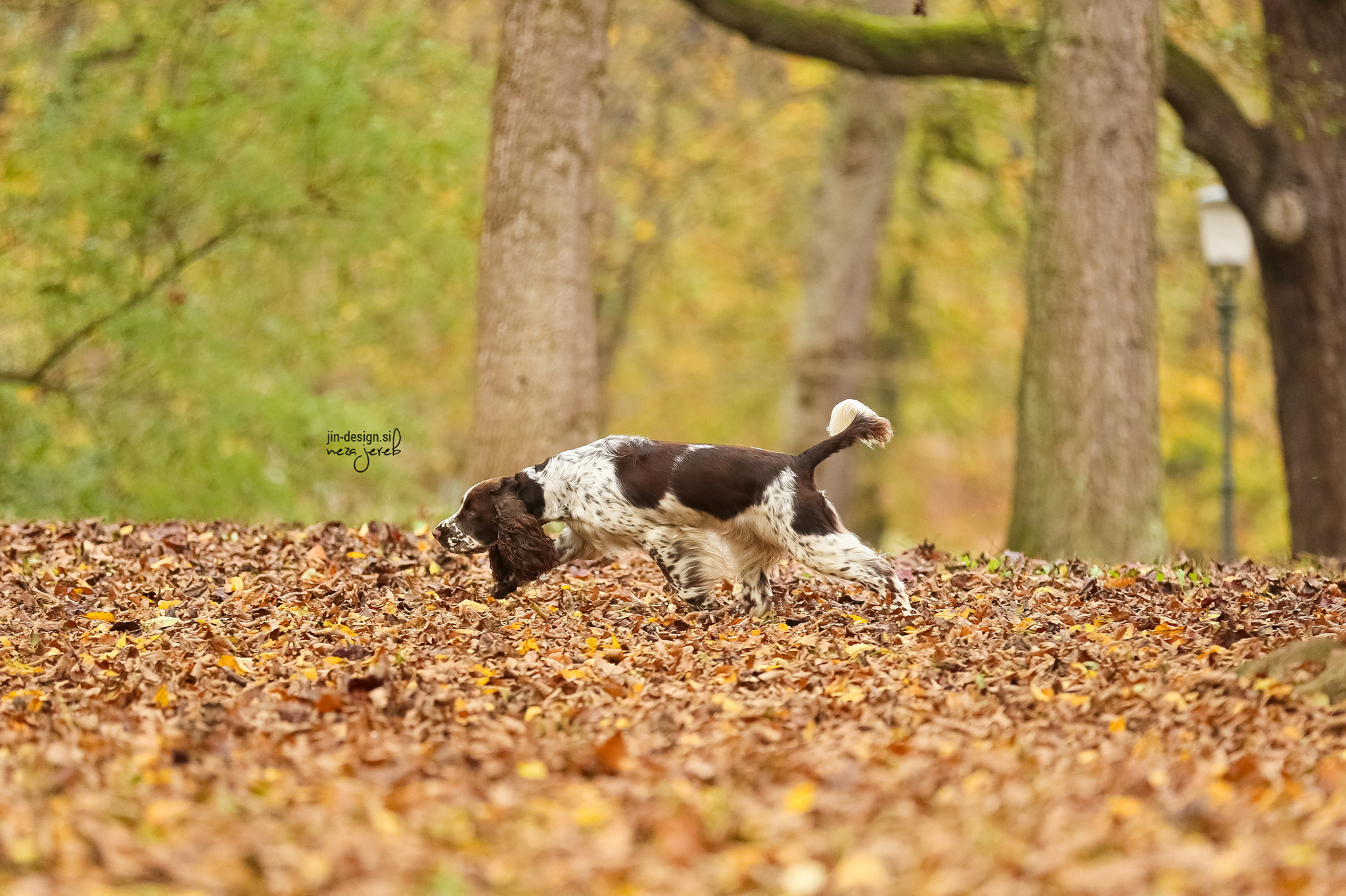 About The Spaniels